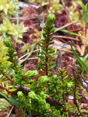 Black Crowberry