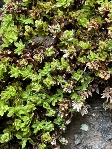 Candle Snuffer Moss — photo by amama