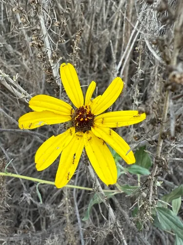 California Brittlebush