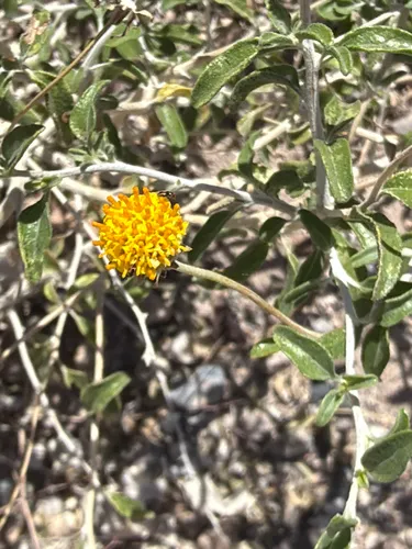 Button Brittlebush