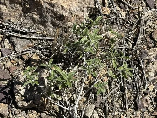 Sticky Brittlebush