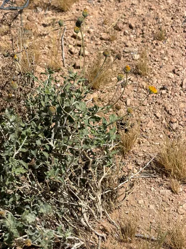 Virgin River Brittlebush — photo by CK2AZ