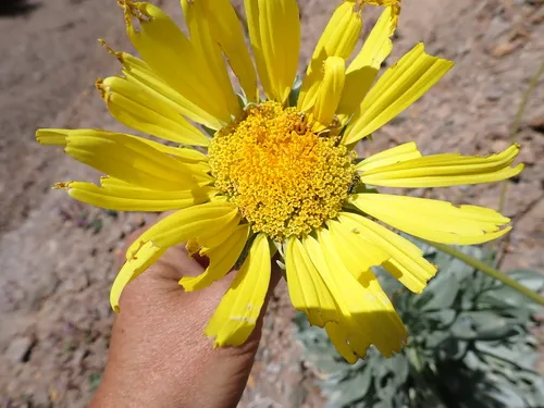 Panamint Daisy