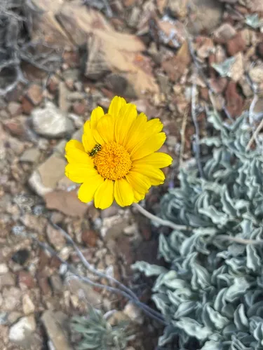 Nakedstem Sunray