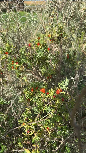 Ruby Saltbush — photo by drwoorlong