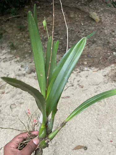 Royal Star Orchid