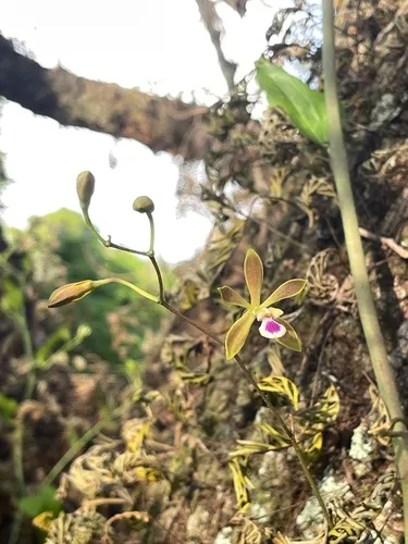 Tampa Butterfly Orchid