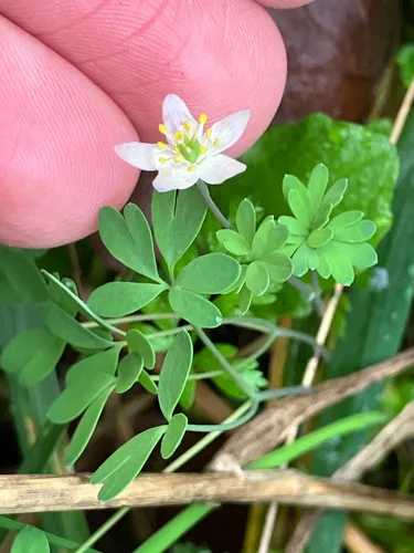 Siskiyou False Rue Anemone — photo by sarahaceae
