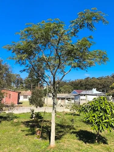 Pacara Earpod Tree — photo by Cris Agra