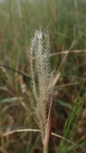 Prieur's Umbrellagrass