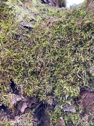 Entodon Moss — photo by Tom Neily