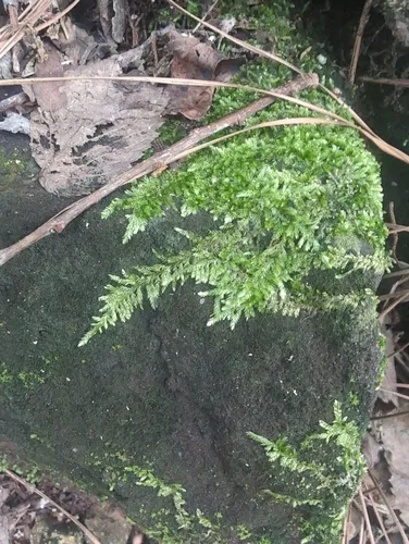 Entodon Moss