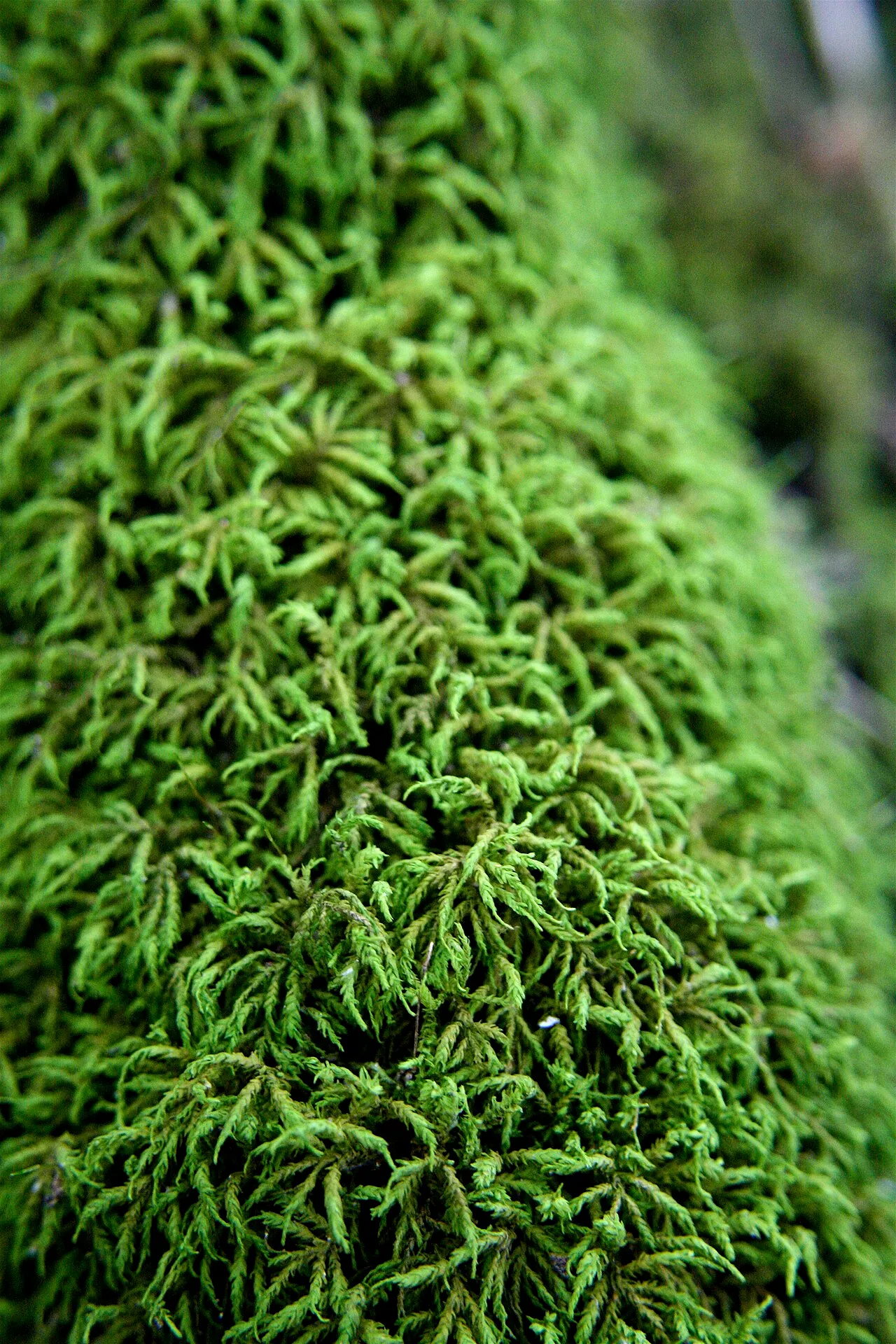 Seductive Entodon Moss — photo by Cody Hough