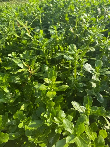 Smallray Swampwort