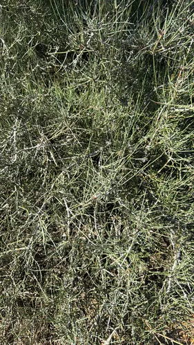 Clapweed