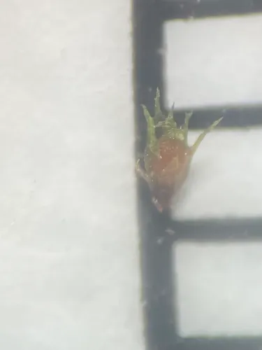 Ephemerum Moss