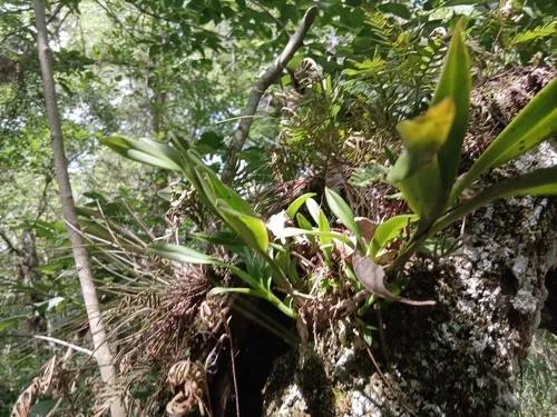 Big-mouth Star Orchid