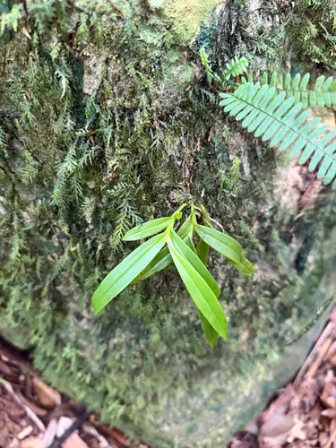 Brown-flower Butterfly Orchid — photo by Steve Maldonado Silvestrini