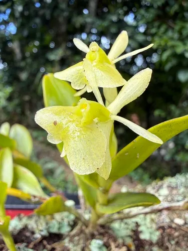 Fleshy Star Orchid