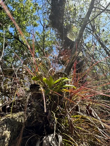 Florida Star Orchid