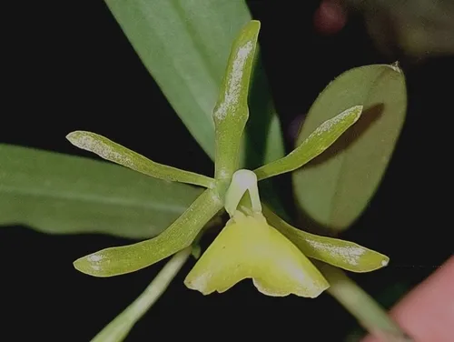 Umbrella Star Orchid — photo by Enya