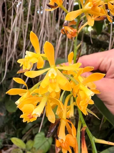 Orange-flower Star Orchid — photo by MAEL ANDRIEUX