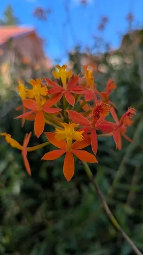 Fire Star Orchid — photo by CC