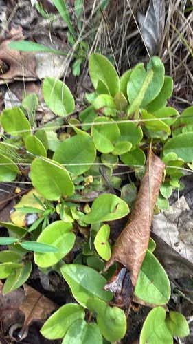 Trailing Arbutus — photo by Tim Martin