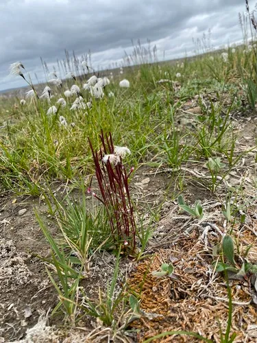 Arctic Willowherb
