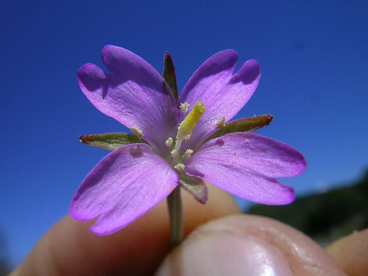 Aboriginal Willowherb — photo by Macleay Grass Man