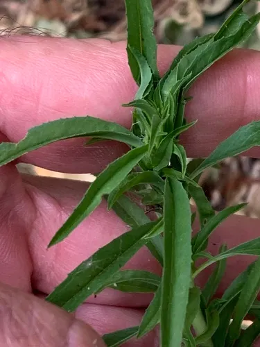 Tall Annual Willowherb — photo by Silverado Jim