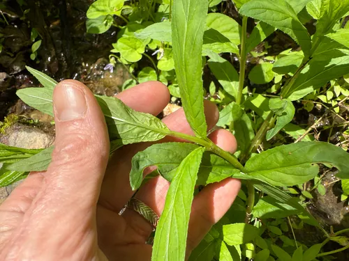 Purpleleaf Willowherb — photo by Bert Harris