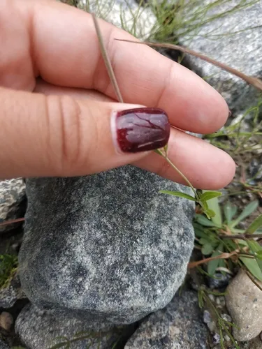Dahurian Willowherb