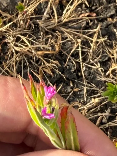 Denseflower Willowherb