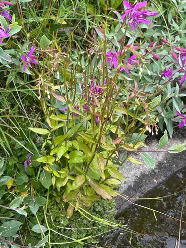 Hornemann's Willowherb — photo by Claire Dutilleul
