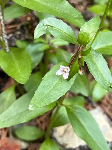 Milkflower Willowherb — photo by Natalie Krause