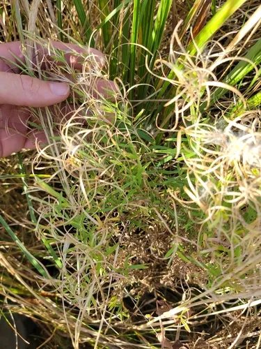 Bog Willowherb