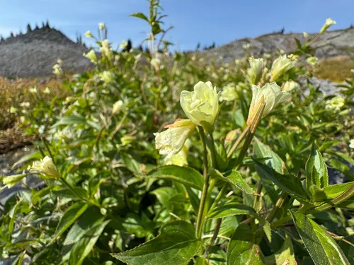 Yellow Willowherb — photo by Cody Hinchliff
