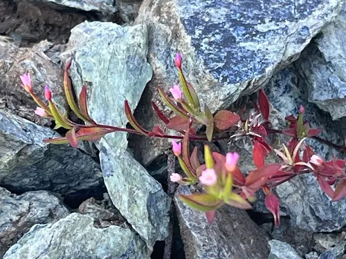 Chaparral Willowherb