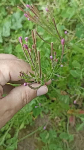Dwarf Willowherb — photo by Carlos Picanço