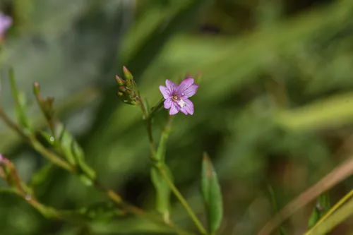 Grants Pass Willowherb — photo by Trevor Van Loon