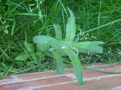Smallflower Hairy Willowherb — photo by pete_gateley