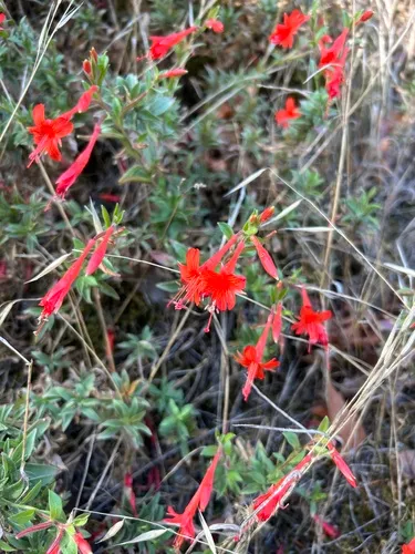 Northern Willowherb — photo by Noah M. Morales