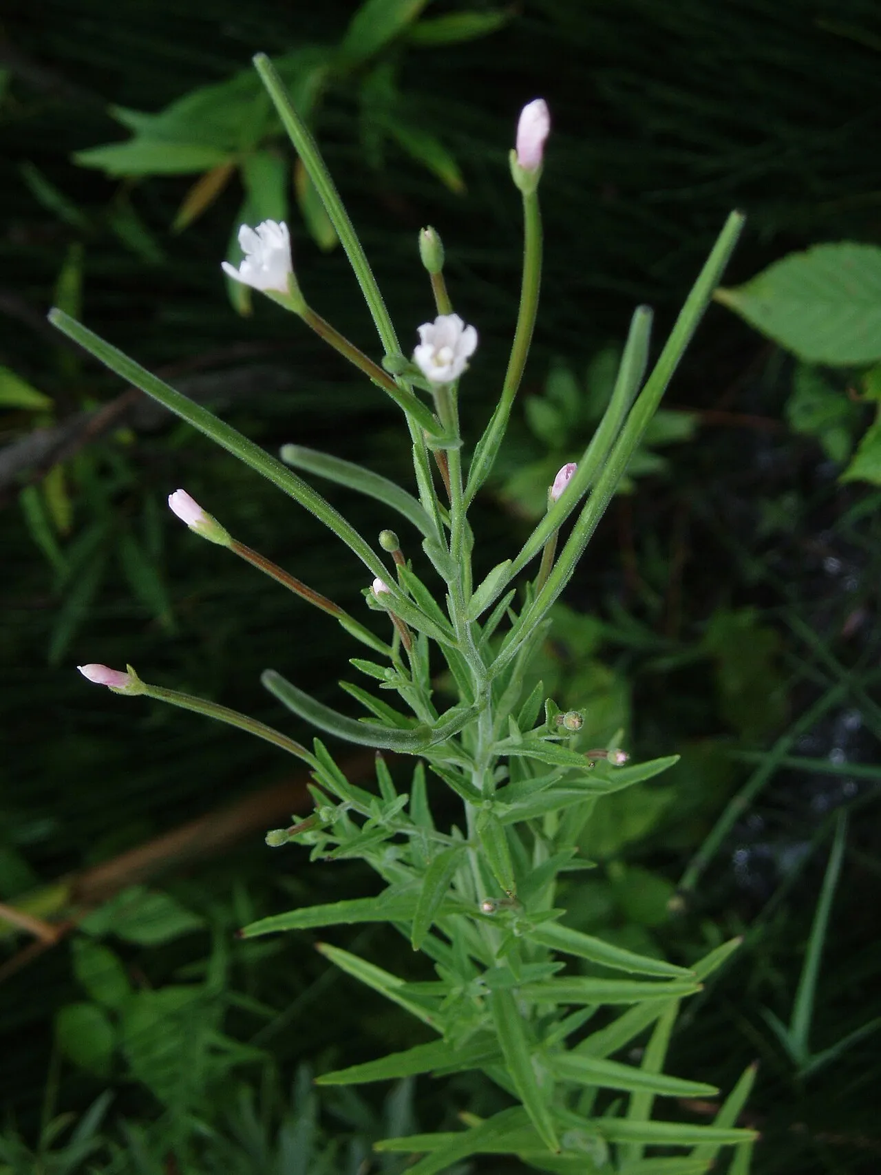 Downy Willowherb