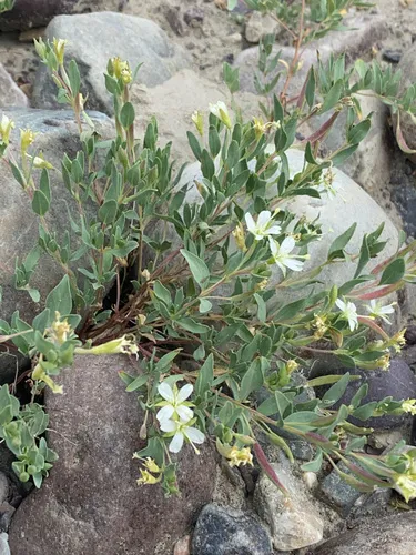 Shrubby Willowherb — photo by Sienna Wessel