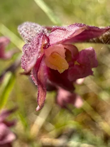 Royal Helleborine — photo by fleli