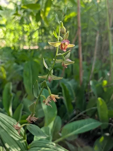Stream Orchid