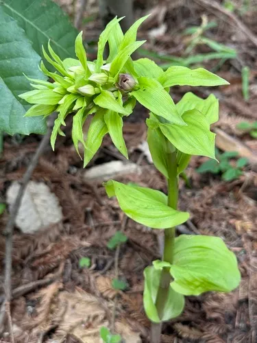 Broadleaf Helleborine