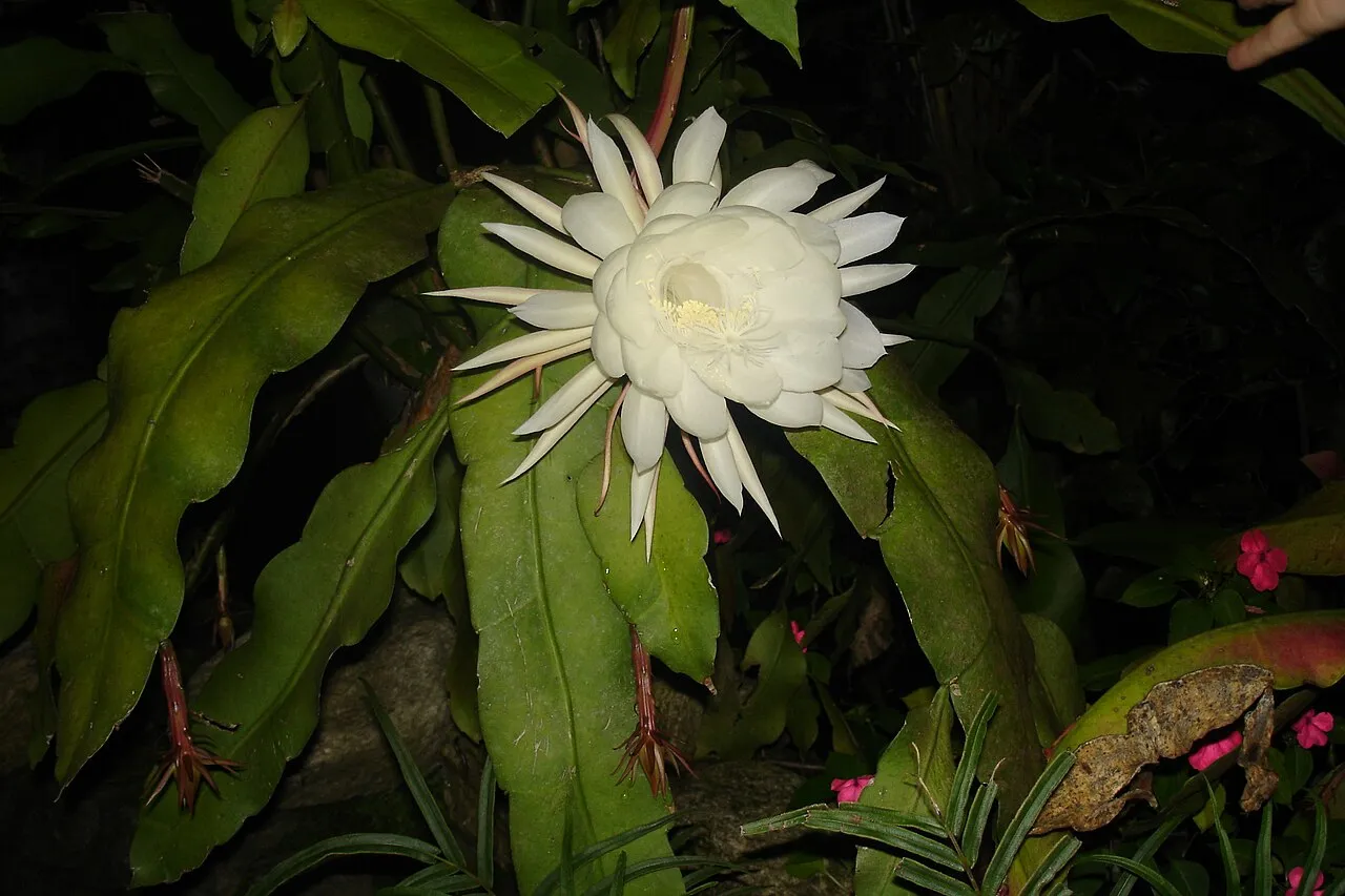 Dutchman's Pipe Cactus