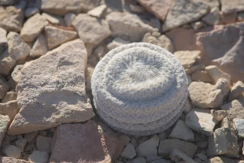 Pingpong-ball Cactus — photo by miliomila